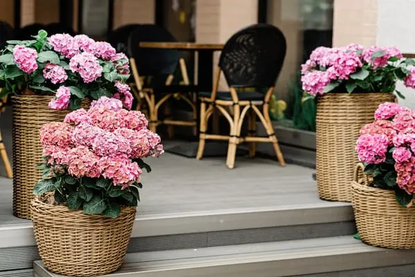 beautiful flowers of pink hydrangea in a wicker fl 2025 03 09 06 38 17 utc 1 1