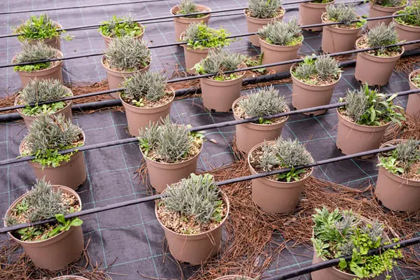 lavender plants in nursery with irrigation system 2025 05 07 18 43 57 utc 1 1