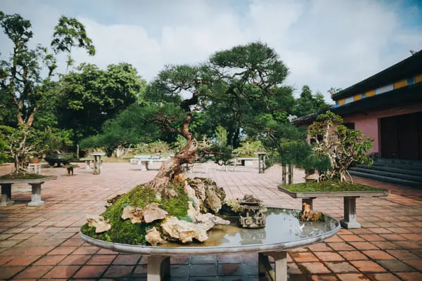 bonsai tree and decorative pond in hue vietnam 2024 11 19 14 48 22 utc 1 1